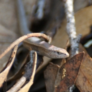 Lampropholis delicata at Garran, ACT - 9 Jan 2016