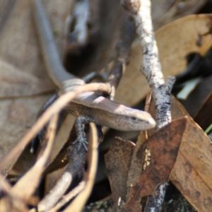 Lampropholis delicata at Garran, ACT - 9 Jan 2016