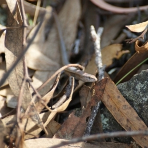 Lampropholis delicata at Garran, ACT - 9 Jan 2016