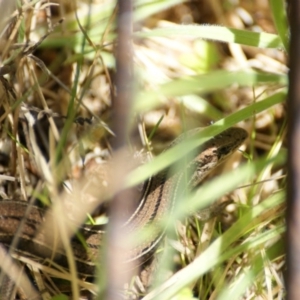 Acritoscincus duperreyi at Paddys River, ACT - 19 Dec 2015 12:38 PM