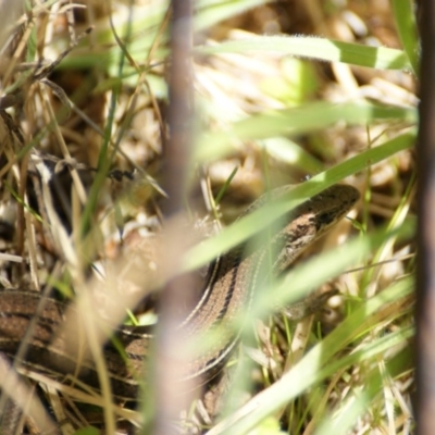 Acritoscincus duperreyi (Eastern Three-lined Skink) at Paddys River, ACT - 19 Dec 2015 by roymcd