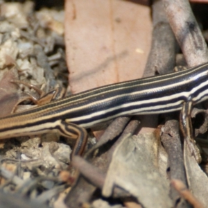 Ctenotus taeniolatus at Paddys River, ACT - 19 Dec 2015