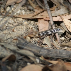 Ctenotus taeniolatus at Paddys River, ACT - 19 Dec 2015