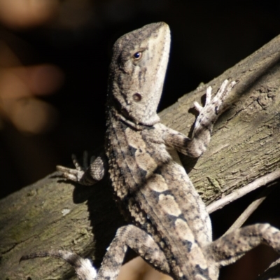 Amphibolurus muricatus (Jacky Lizard) at Paddys River, ACT - 19 Dec 2015 by roymcd