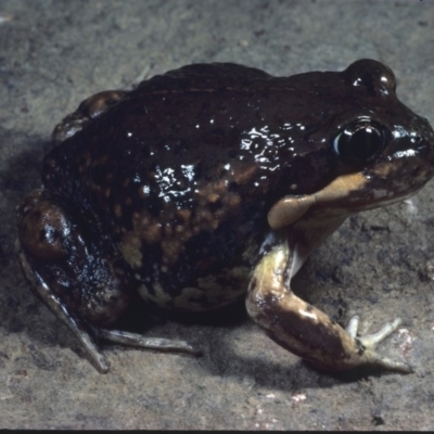 Limnodynastes dumerilii (Eastern Banjo Frog) at Flynn, ACT - 8 Mar 1978 by wombey
