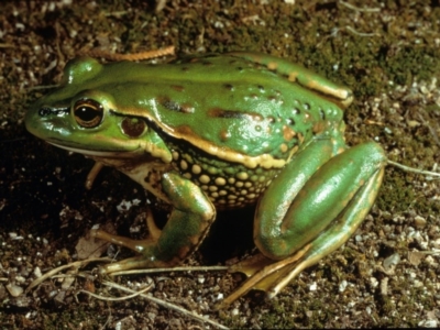 Litoria castanea (Yellow-spotted Tree Frog, Yellow-spotted Bell Frog) at Mount Clear, ACT - 17 Feb 1980 by wombey