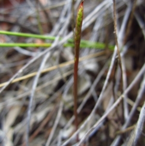 Corunastylis clivicola at Cook, ACT - suppressed