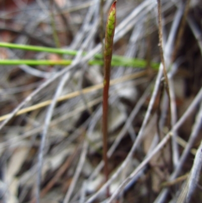 Corunastylis clivicola (Rufous midge orchid) at Cook, ACT - 26 Jan 2016 by CathB