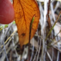 Corunastylis clivicola at Cook, ACT - suppressed