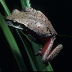 Litoria citropa (Blue Mountains Tree Frog) at Yambulla, NSW - 28 Nov 1977 by wombey