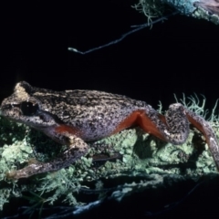 Litoria watsoni (Heath Frog) at Countegany, NSW - 16 Mar 1976 by wombey