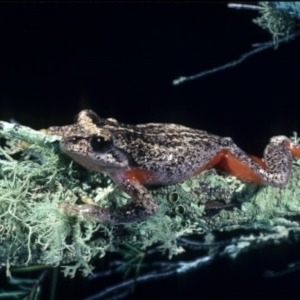 Litoria watsoni at suppressed - 17 Mar 1976