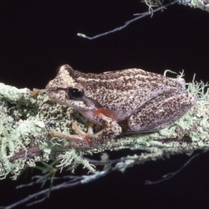 Litoria watsoni at suppressed - 17 Mar 1976