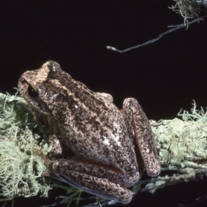 Litoria watsoni at suppressed - 17 Mar 1976