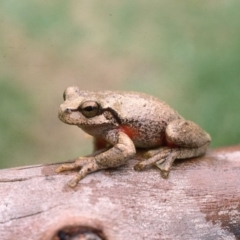 Litoria watsoni at suppressed - 17 Mar 1976