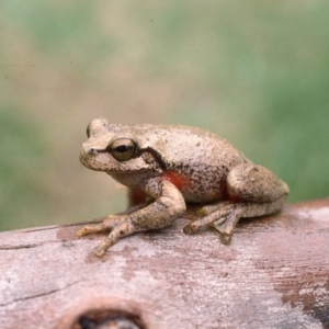 Litoria watsoni at suppressed - suppressed