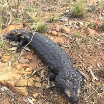 Tiliqua rugosa (Shingleback Lizard) at Canberra Central, ACT - 26 Jan 2016 by AaronClausen