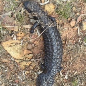 Tiliqua rugosa at Canberra Central, ACT - 26 Jan 2016 07:24 PM