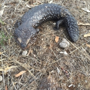 Tiliqua rugosa at Canberra Central, ACT - 26 Jan 2016 07:24 PM