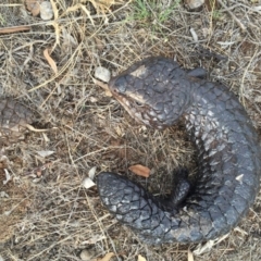 Tiliqua rugosa at Canberra Central, ACT - 26 Jan 2016 07:24 PM