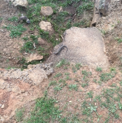 Egernia cunninghami (Cunningham's Skink) at Hackett, ACT - 26 Jan 2016 by AaronClausen