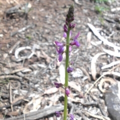 Oxytes brachypoda (Large Tick-trefoil) at Majura, ACT - 26 Jan 2016 by SilkeSma