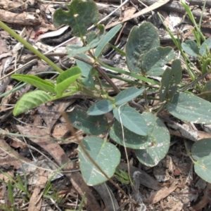 Oxytes brachypoda at Majura, ACT - 26 Jan 2016