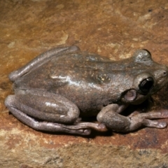 Litoria peronii (Peron's Tree Frog, Emerald Spotted Tree Frog) at Gungahlin, ACT - 14 Dec 1976 by wombey