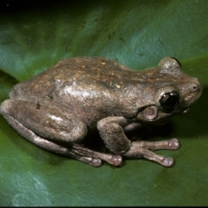 Litoria peronii at Gungahlin, ACT - 15 Dec 1976 12:00 AM