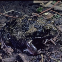Neobatrachus sudellae (Sudell's Frog or Common Spadefoot) at Macgregor, ACT - 7 Sep 1978 by wombey