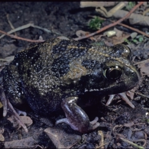 Neobatrachus sudellae at Macgregor, ACT - 7 Sep 1978