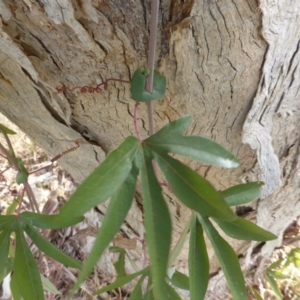 Passiflora caerulea at Isaacs, ACT - 26 Jan 2016 05:33 PM