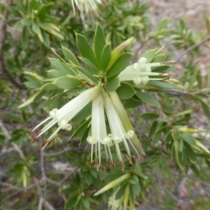 Styphelia triflora at Wanniassa Hill - 26 Jan 2016 06:07 PM