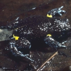 Pseudophryne bibronii (Brown Toadlet) at Cotter River, ACT - 18 Mar 1978 by wombey