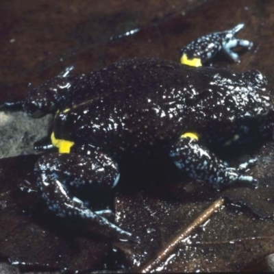 Pseudophryne bibronii (Bibron's Toadlet) at Cotter River, ACT - 18 Mar 1978 by wombey