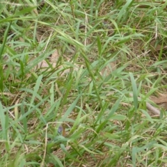 Microlaena stipoides (Weeping Grass) at Wanniassa Hill - 26 Jan 2016 by Mike