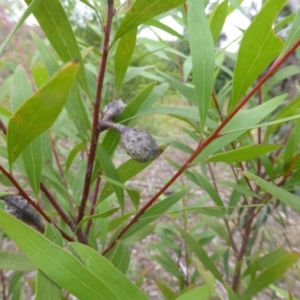 Hakea salicifolia at Jerrabomberra, ACT - 26 Jan 2016