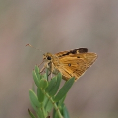Trapezites eliena (Orange Ochre) at Cotter River, ACT - 8 Jan 2016 by SuziBond