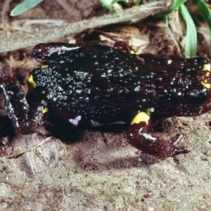 Pseudophryne dendyi at Kosciuszko National Park, NSW - 15 Jan 1980