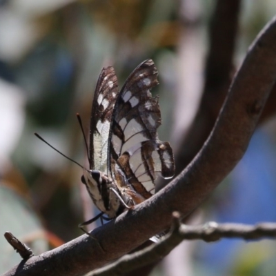 Charaxes sempronius (Tailed Emperor) at Canberra Central, ACT - 17 Jan 2016 by SuziBond