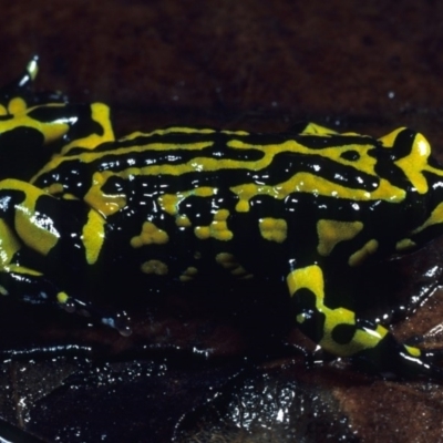 Pseudophryne pengilleyi (Northern Corroboree Frog) by wombey