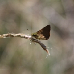 Timoconia flammeata (Bright Shield-skipper) at Bimberi Nature Reserve - 13 Jan 2016 by SuziBond