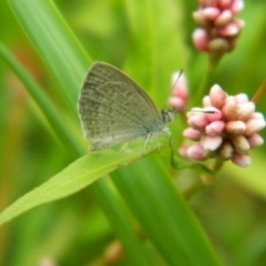 Zizina otis (Common Grass-Blue) at Lake Tuggeranong - 26 Jan 2016 by ArcherCallaway