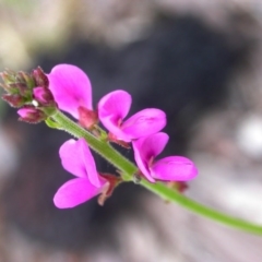 Oxytes brachypoda (Large Tick-trefoil) at Hackett, ACT - 25 Jan 2016 by waltraud