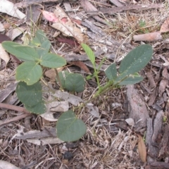 Oxytes brachypoda at Hackett, ACT - 26 Jan 2016 12:00 AM