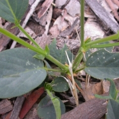 Oxytes brachypoda at Hackett, ACT - 26 Jan 2016 12:00 AM