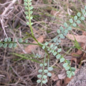 Indigofera adesmiifolia at Hackett, ACT - 26 Jan 2016