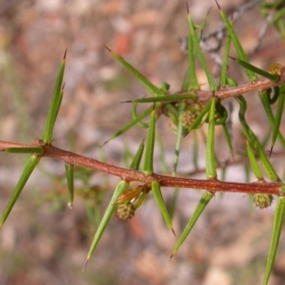 Acacia ulicifolia (Prickly Moses) at Hackett, ACT - 26 Jan 2016 by waltraud