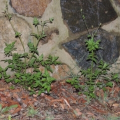 Bidens pilosa (Cobbler's Pegs, Farmer's Friend) at Bonython, ACT - 24 Jan 2016 by michaelb