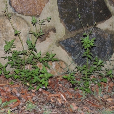 Bidens pilosa (Cobbler's Pegs, Farmer's Friend) at Bonython, ACT - 24 Jan 2016 by michaelb